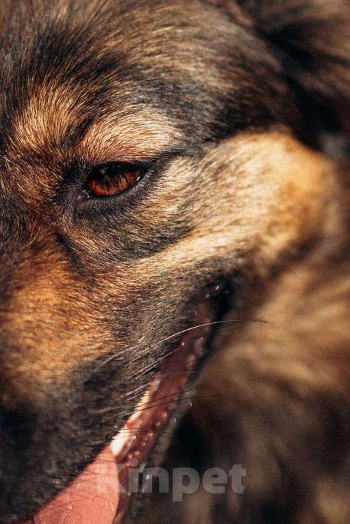 Собаки в Москве: Очаровательная малышка Клер ждет свою семью. Девочка, 100 руб. - фото 8