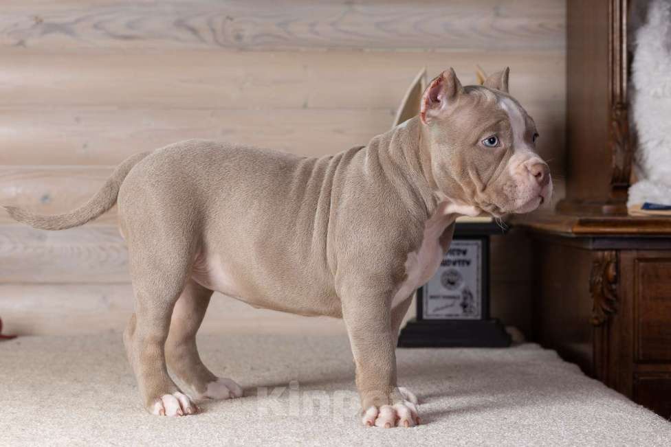 Собаки в Королеве: Американский булли Девочка, 150 000 руб. - фото 3