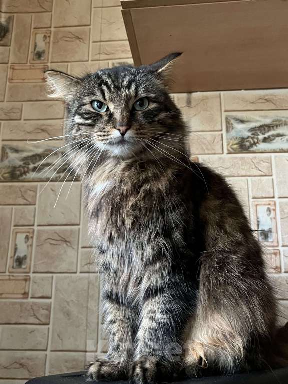 Кошки в Воскресенске: Потерялся кот по кличке Кекс Мальчик, Бесплатно - фото 7