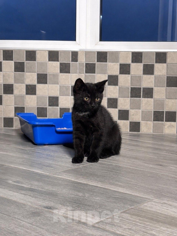 Кошки в Москве: Котенок в добрые руки Разнополые, Бесплатно - фото 2
