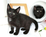 Кошки в Калуге: Три черненьких, веселеньких котенка - Норман, Мартин и Перчик в добрые руки. Мальчик, Бесплатно - фото 2