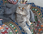 Кошки в Орлове: Британская, 1 000 руб. - фото 1