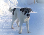 Собаки в Домодедово: Сибирская девочка 6 мес. в добрые руки Девочка, Бесплатно - фото 2