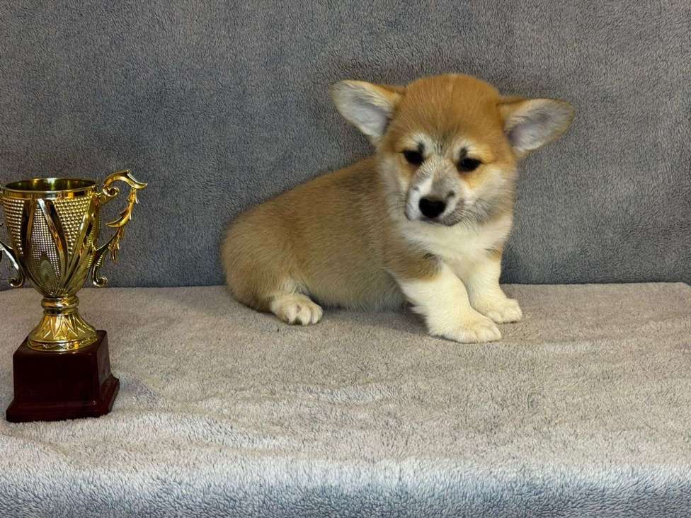 Собаки в Ростове-на-Дону: Продам щенков Вельш-корги Пемброк  Мальчик, 50 000 руб. - фото 5