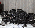 Собаки в Ижевске: Цвергшнауцер щенки окрас черный с серебром Девочка, 50 000 руб. - фото 4