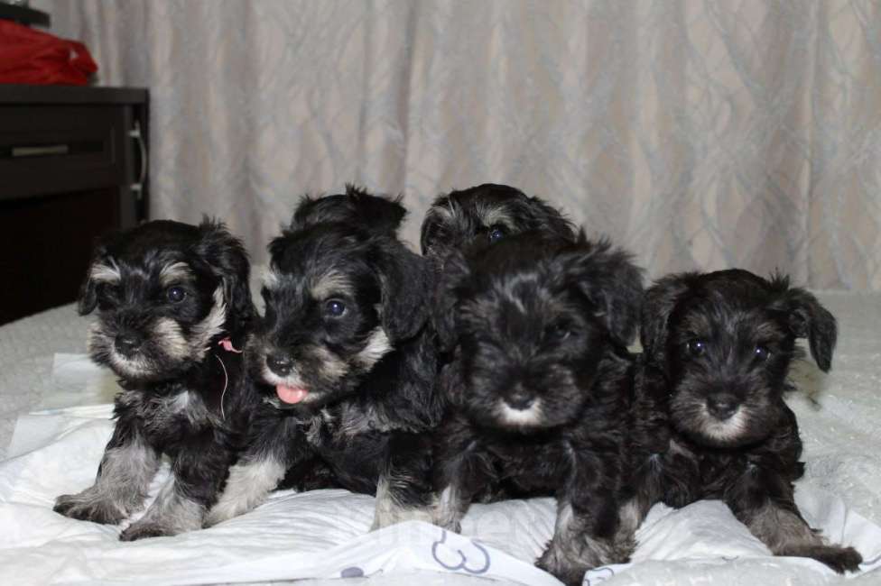 Собаки в Ижевске: Цвергшнауцер щенки окрас черный с серебром Девочка, 50 000 руб. - фото 4