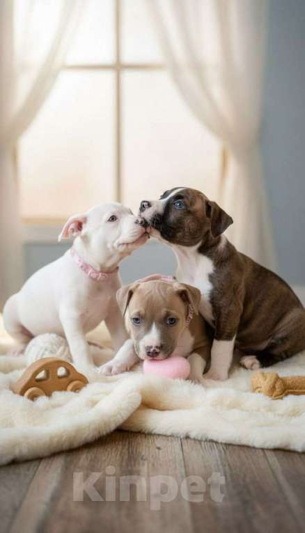 Собаки в Нижнеудинске: Щенки Американского Стаффордширского терьера Разнополые, 25 000 руб. - фото 1