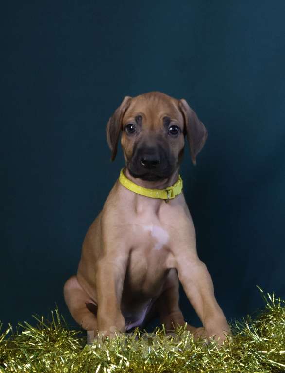 Собаки в Москве: Девочка Родезийского Риджбека  Девочка, 100 000 руб. - фото 5