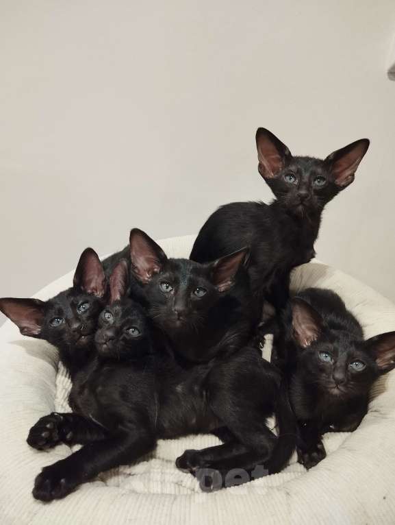 Кошки в Брянске: Ориентальные котята Девочка, 45 000 руб. - фото 1