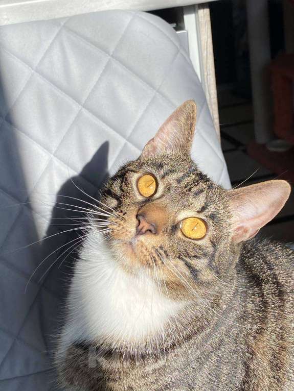 Кошки в Санкт-Петербурге: Шикарная кошка в добрые руки Девочка, Бесплатно - фото 4