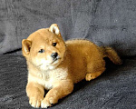 Собаки в Москве: Сиба ину. Девочка Девочка, 60 000 руб. - фото 1