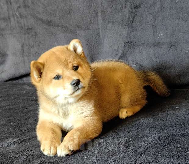 Собаки в Москве: Сиба ину. Девочка Девочка, 60 000 руб. - фото 1