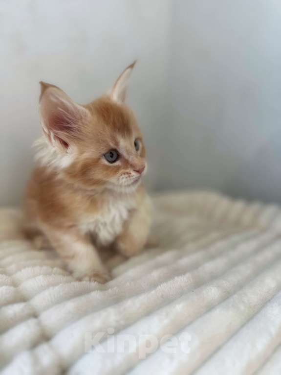 Кошки в Москве: Мейн-Кун котенок с документами WCF Мальчик, 65 000 руб. - фото 3