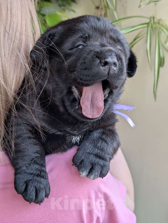 Собаки в Москве: Черная медведица Девочка, 150 000 руб. - фото 6