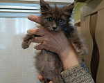Кошки в Пензе: Котенок в добрые руки Девочка, 1 руб. - фото 4
