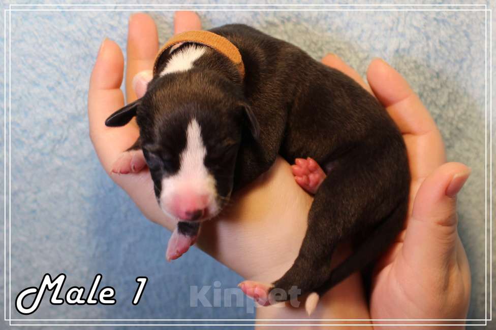 Собаки в Москве: Роскошный щенок уиппета. Мальчик, Бесплатно - фото 3