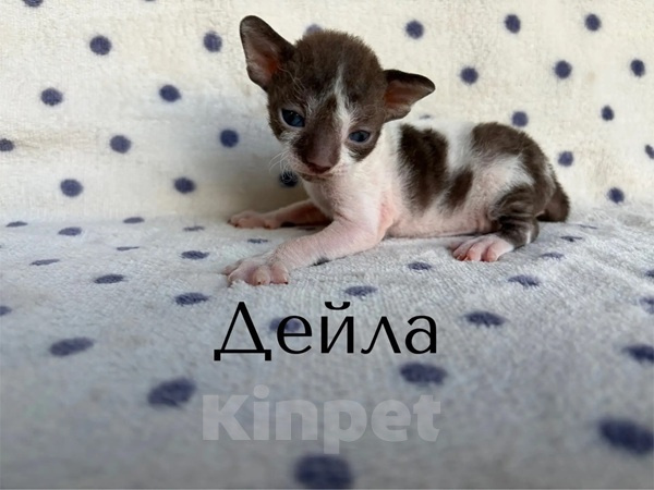 Кошки в Балашихе: Кошечка Дейла Девочка, 80 000 руб. - фото 5
