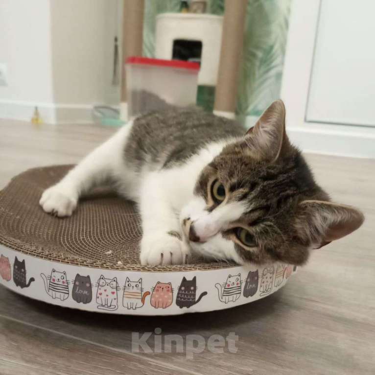 Кошки в Москве: Ласковый котенок Мурзик ищет свою семью! Мальчик, Бесплатно - фото 2