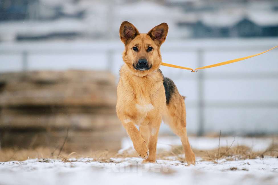 Собаки в Москве: Пита Девочка, Бесплатно - фото 4