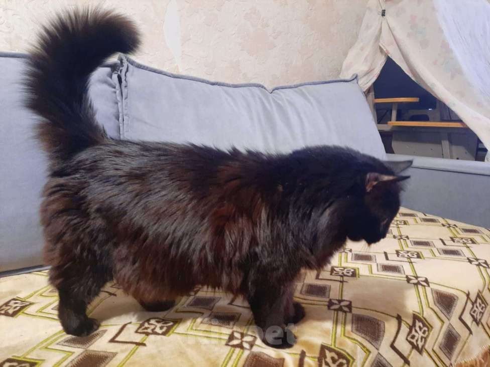 Кошки в Волгограде: Взрослая умная кошка МУСЯ Девочка, Бесплатно - фото 3