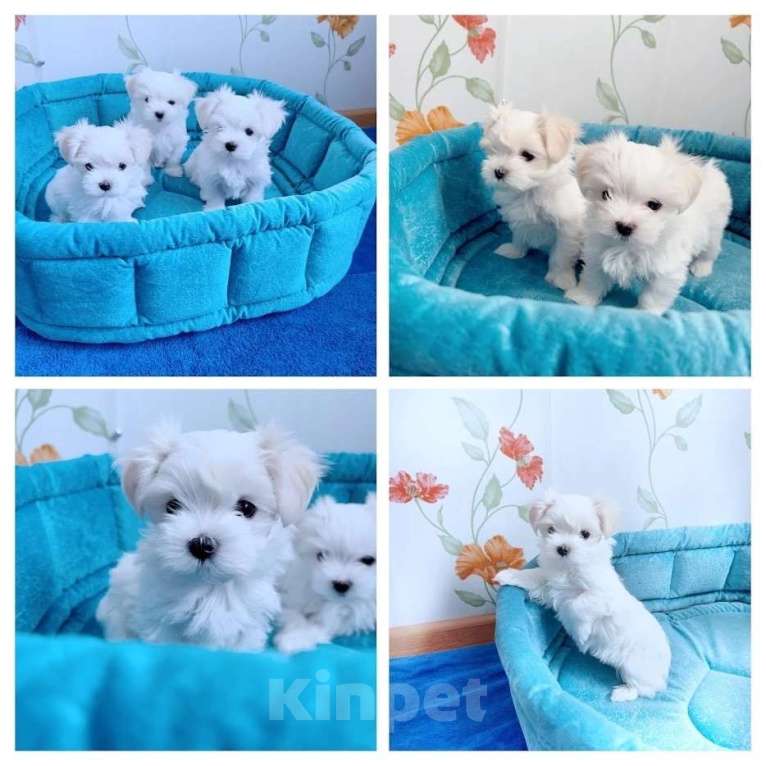 Собаки в Екатеринбурге: Мальтийская болонка — отличный выбор для дома.  Мальчик, Бесплатно - фото 1