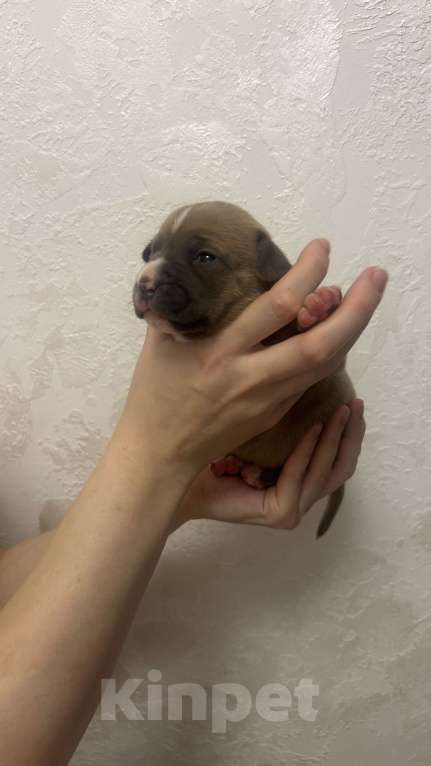 Собаки в Ельце: Щенки АСТ Девочка, 55 000 руб. - фото 4