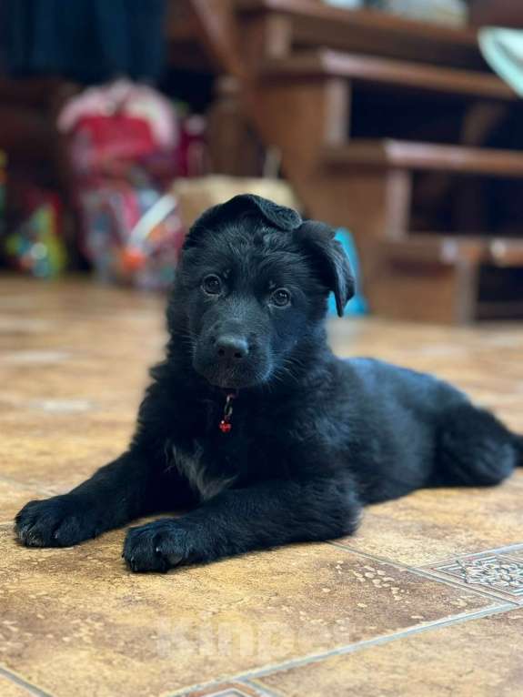 Собаки в Великом Новгороде: Щенки (Немецкая овчарка) Девочка, 50 000 руб. - фото 2