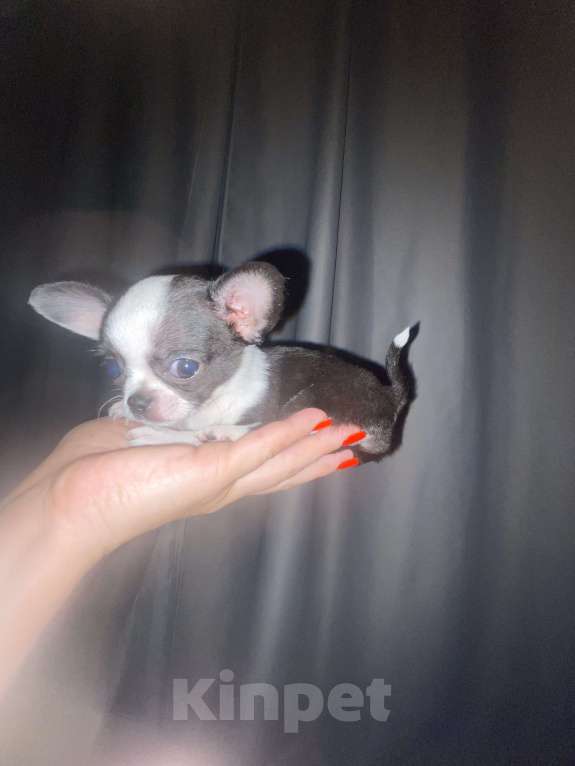 Собаки в Шахте: Девочка  Девочка, 25 000 руб. - фото 2