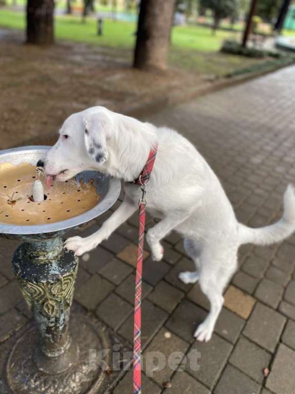 Собаки в других городах Московской области: Ищет Дом Девочка, Бесплатно - фото 2