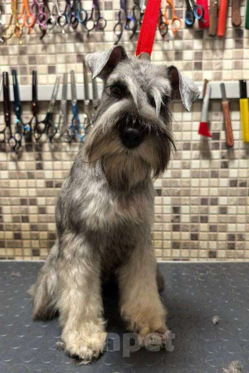 Собаки в других городах Московской области: Пропала собака Девочка, 50 000 руб. - фото 4