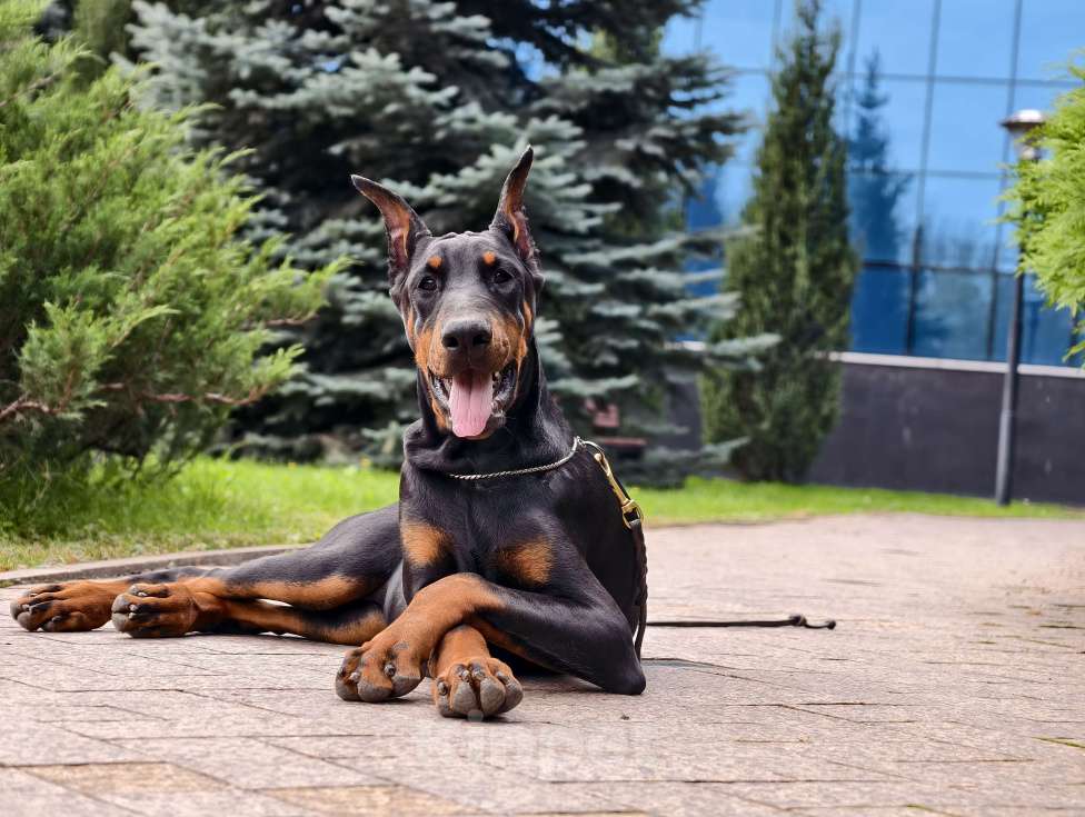 Собаки в Курске: Доберманы РКФ Девочка, Бесплатно - фото 7