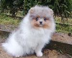 Собаки в Санкт-Петербурге: Мальчик шпиц Мальчик, 35 000 руб. - фото 2
