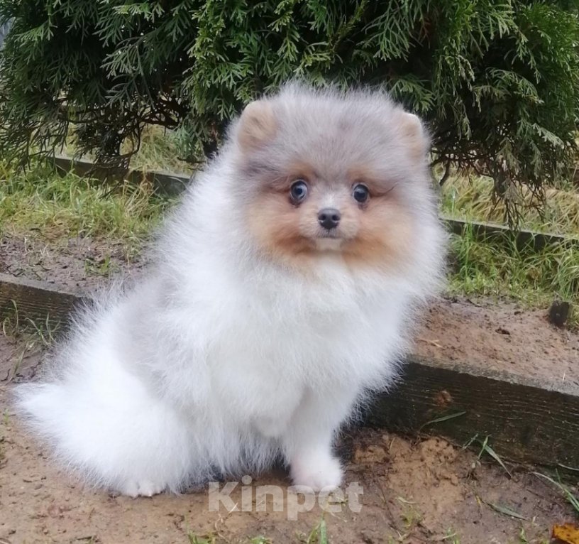 Собаки в Санкт-Петербурге: Мальчик шпиц Мальчик, 35 000 руб. - фото 2