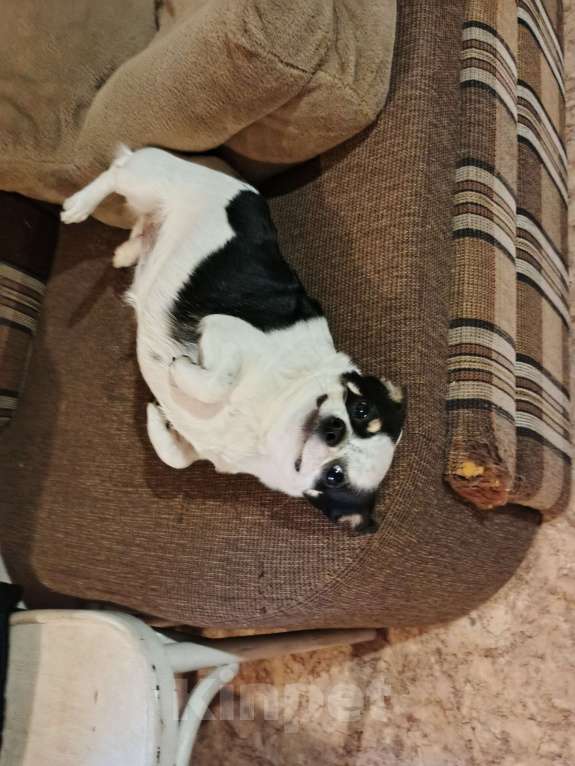 Собаки в других городах Владимирской области: Чихуахуа девочка Девочка, 4 000 руб. - фото 1