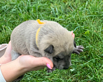 Собаки в Домодедово: Маленькая красавица в добрые руки Девочка, 1 руб. - фото 2