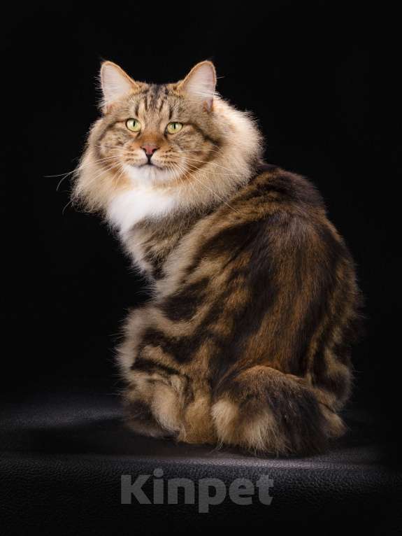 Кошки в Вологде: Курильский бобтейл котята из питомника Девочка, 40 000 руб. - фото 7