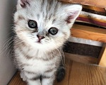 Кошки в Москве: Шотландский прямоухий котёнок Девочка, 12 500 руб. - фото 3