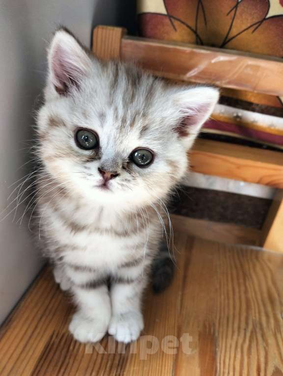 Кошки в Москве: Шотландский прямоухий котёнок Девочка, 12 500 руб. - фото 3