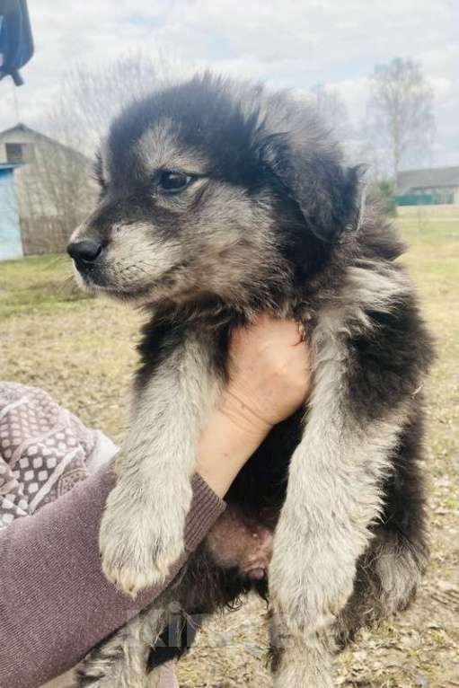 Собаки в Москве: Замечательные щенки: белый, черный и другие в добрые руки Мальчик, Бесплатно - фото 8