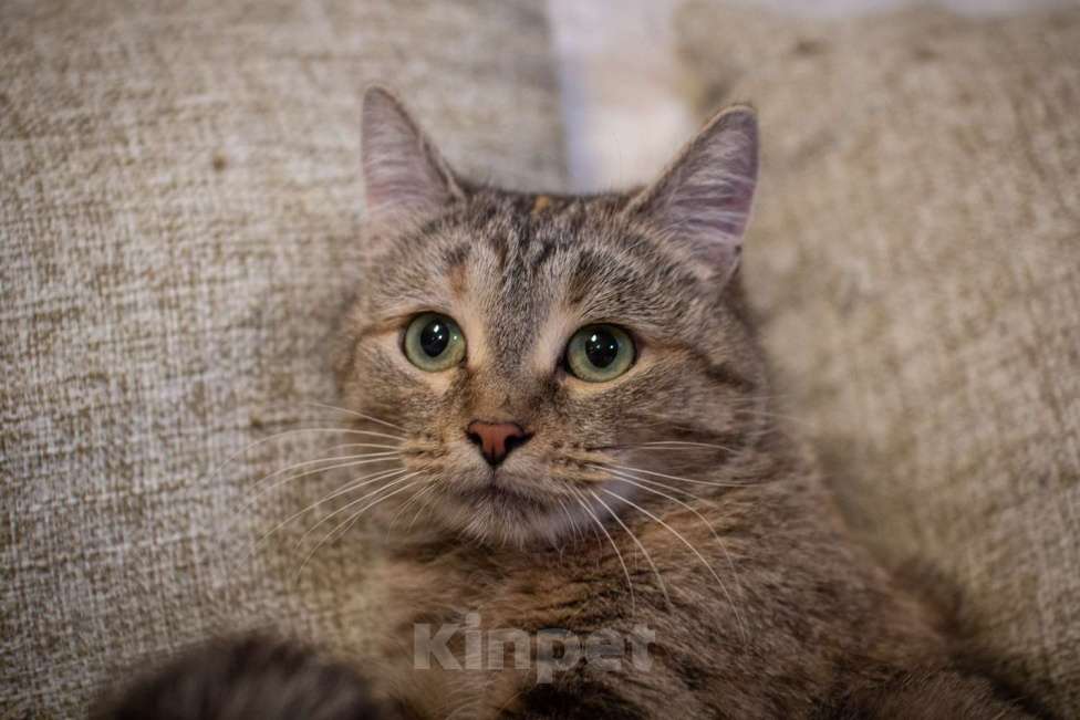 Кошки в Москве: Кошечка Лада в добрые руки Девочка, Бесплатно - фото 8