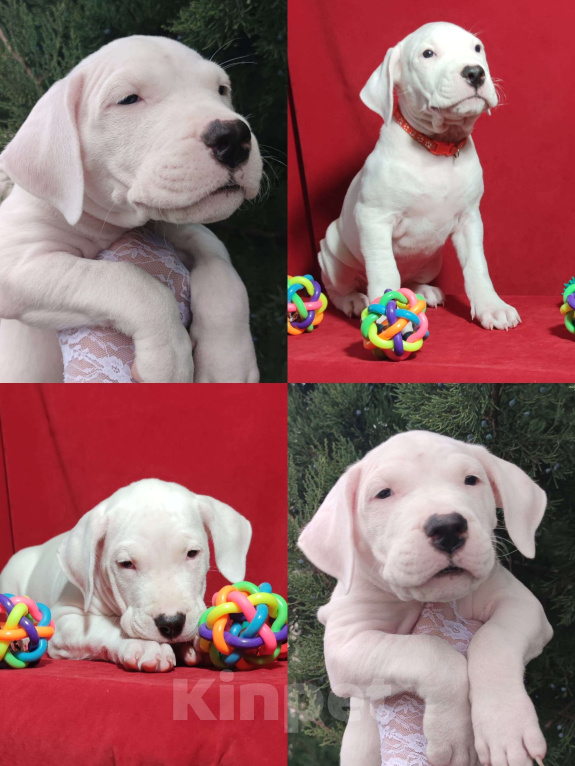 Собаки в других городах Краснодарского края: Продаются Щенки Аргентинского Дога  Мальчик, 40 000 руб. - фото 9