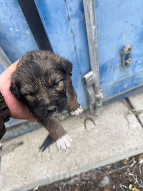 Собаки в других городах Ростовской области: Щенки Девочка, Бесплатно - фото 4