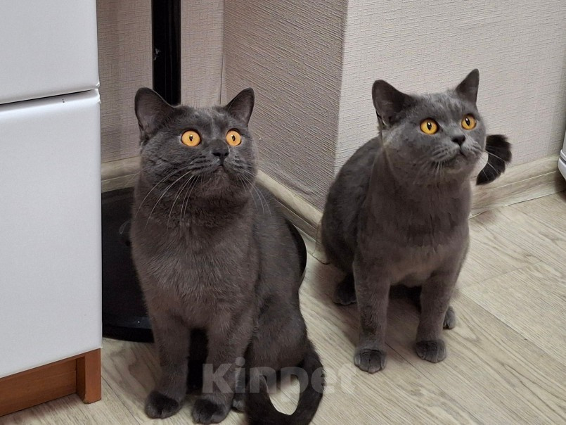 Кошки в Новосибирске: Бриташечки Девочка, 7 500 руб. - фото 3