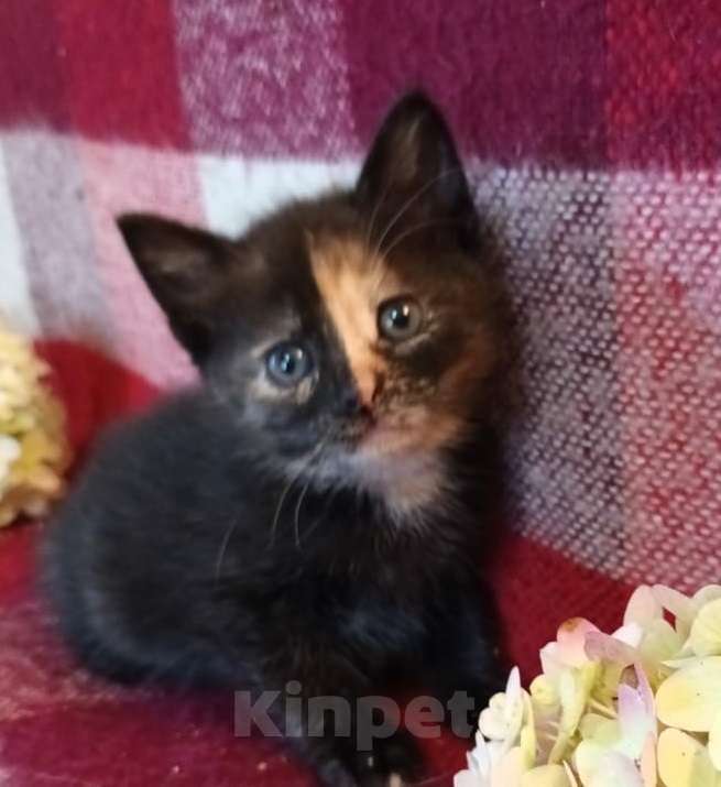 Кошки в Москве: Трехцветный котенок в дар Девочка, Бесплатно - фото 1