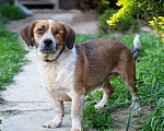 Собаки в Волоколамске: Коротколапик в добрые руки Мальчик, Бесплатно - фото 2