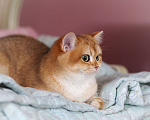 Кошки в Владивостоке: Британский котёнок. Шикарная девочка Девочка, 50 000 руб. - фото 5