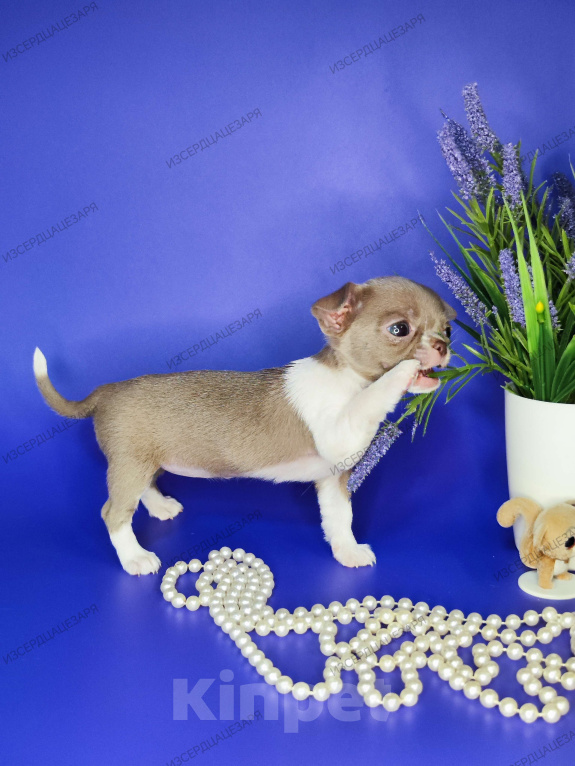 Собаки в Москве: Мини девочка чихуахуа  Девочка, Бесплатно - фото 4