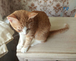 Кошки в Рязани: Котик в частный дом Мальчик, 500 руб. - фото 3