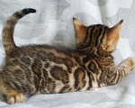 Кошки в Архангельске: Бенгальский Мальчик Мальчик, 25 000 руб. - фото 2