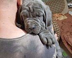 Собаки в Химках: Неаполиташки, 80 000 руб. - фото 7